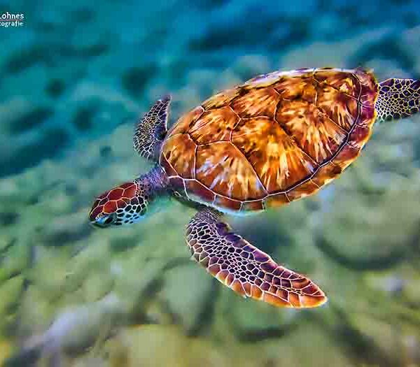 Curacao Schildkröte Nr. 2