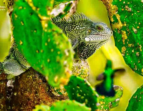 Curacao - Kolibri Nr. 13 Leguan und Kolibri V3