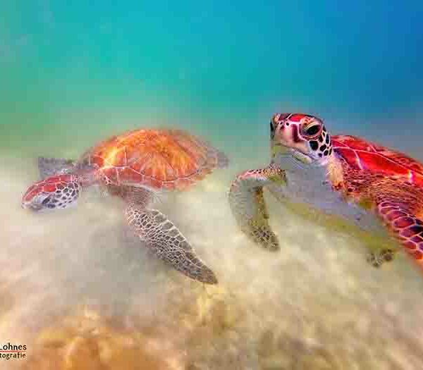 Curacao - 2 Schildkröten