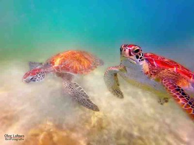 Curacao - 2 Schildkröten